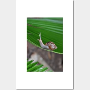 Snail Posters and Art